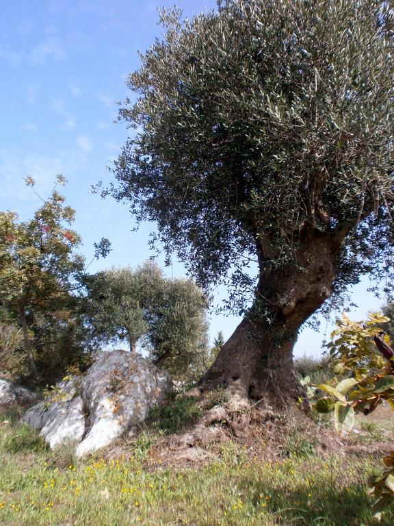 Trullo Villa Giuliana Con Giardino Posizione Panoramica Free Wifi أوستوني المظهر الخارجي الصورة